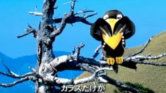 鳥の話 ー本物の美しさとは？