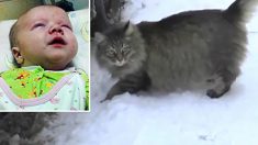 氷点下のロシアで置き去りの赤ん坊を救った野良猫