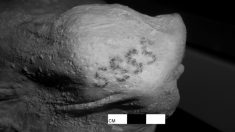 古代エジプトのミイラにタトゥー、世界最古の発見に