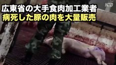 【動画ニュース】広東省で病死した豚の肉が市場に大量流入