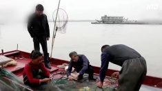 魚の減る長江で10年間の禁漁措置　専門家は「三峡ダムが元凶」